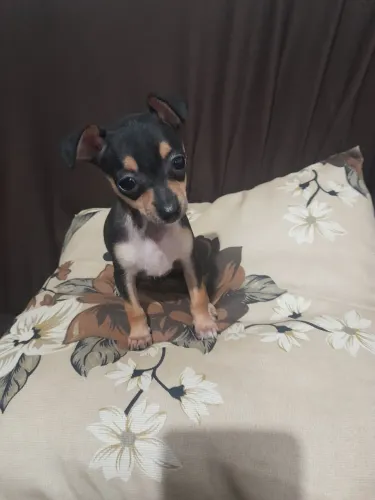 Pinscher 0 FEMEA COM 2 MESES