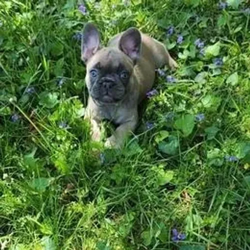 Bulldog Francês,Bulldog Francês Filhote Selecionado com Alta Procedência Familiar