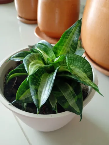 Espadinha ( sansevieria rara ) para colecionador 