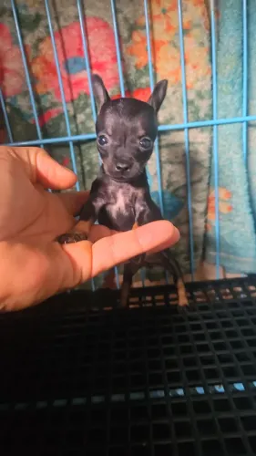Pinscher fêmea 0