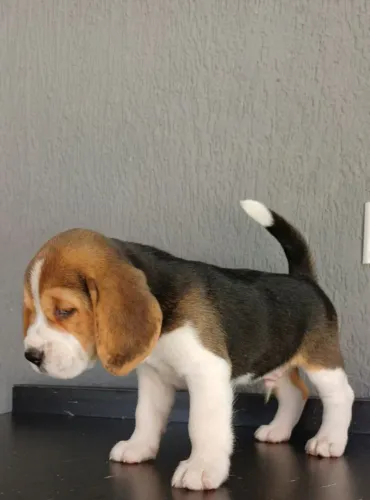 Beagle 13 Polegadas¿Seu cão Fiel