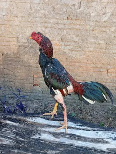 Frango índio CBT 8 meses vendo pq tô parando de criar 