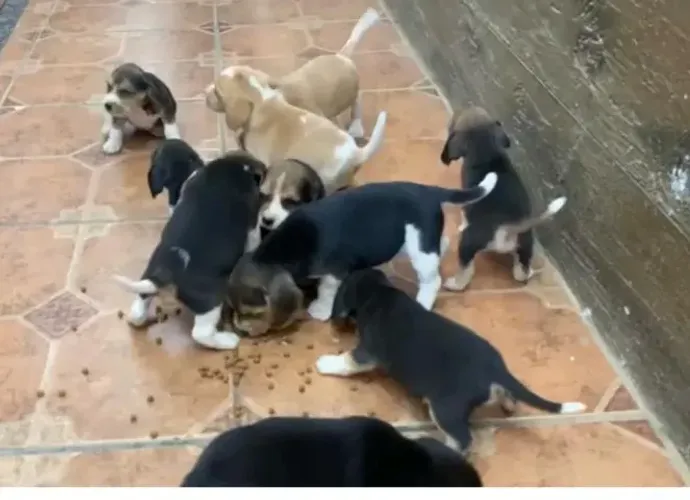 Beagle porte medio 