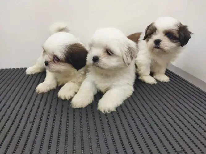 Fêmeas de Shihtzu c/ 50 dias,Vermifugada, entrega gratis no ABCD no pagamento parcelado