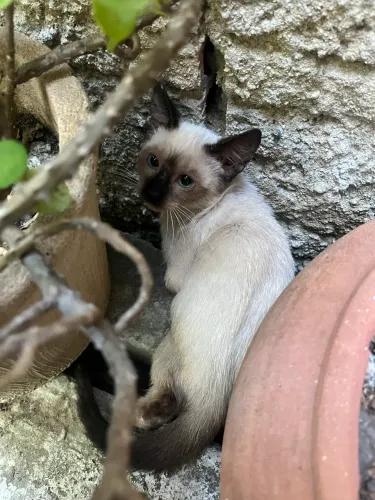 Doação de gatinha