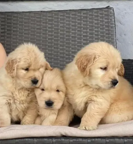 Filhotes de Golden Retriever | Muito mais que fofura.