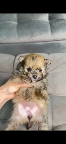 Lulu Pomerania fêmeas