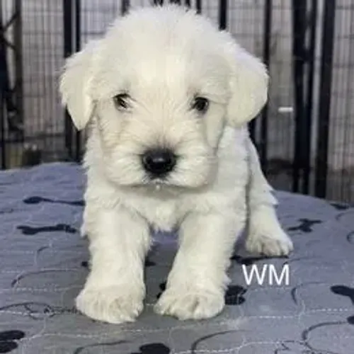 Schnauzer,Schnauzer Filhote Dócil, Amoroso e Ideal para a Família