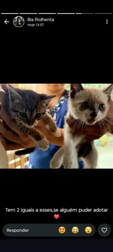 Doação de gatos 