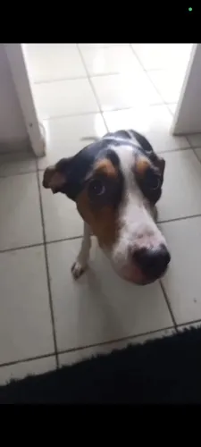 Doação Pet 