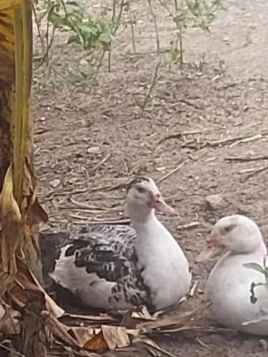 Patos adultos.