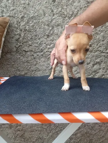 Filhotes de Pinscher e Yorkshire dóceis