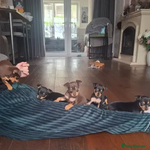 Baby Pinscher/ Pincher super dócil, brincalhão e saudável