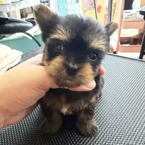 Baby Yorkshire/York dóceis e muito brincalhões