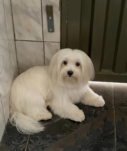 Maltês filhote jovem macho