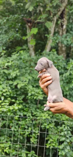 Galgo Italiano Cinza - Pronta Entrega