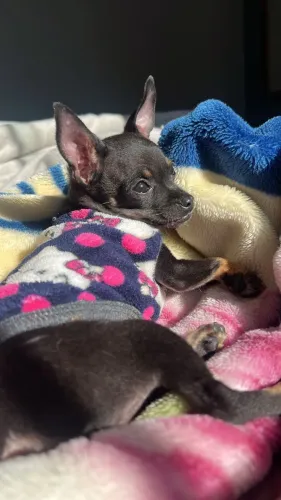 PINSCHER 0 FEMÊA 5 MESES