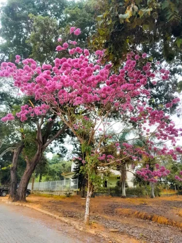 Mudas e ipê e cacau