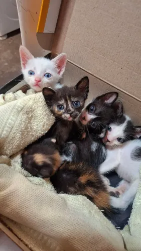 Gatinhos para adoção