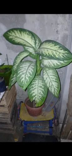 Planta Comigo Ninguém Pode 