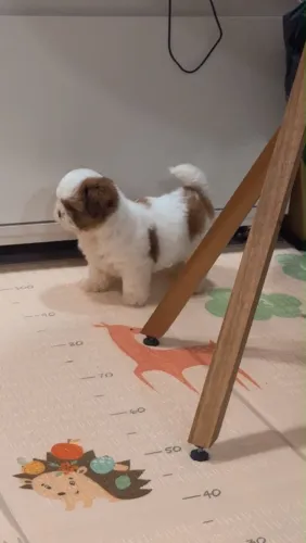 Shih tzu filhote fêmea entrega grátis