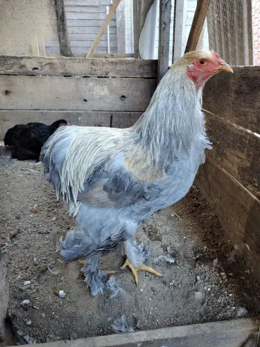 Frangos Brahma Isabella