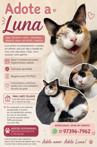 Gatinha tricolor | fiv/felv negativo | sem 1 olhinho