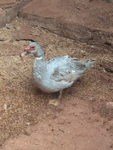 Patos machos
