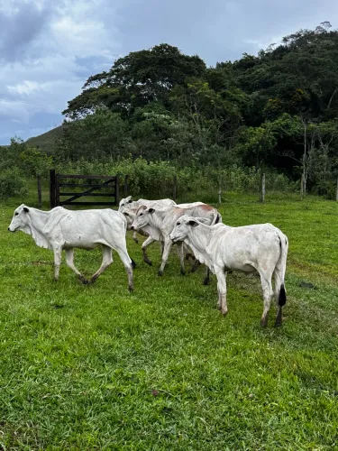 Novilhas Nelore