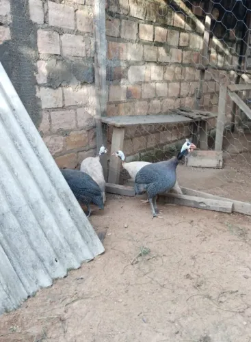Vende-se picote fêmea e macho 