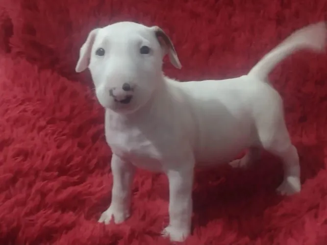Filhote de bull terrier um companheiro cheio de estilo e personalidade