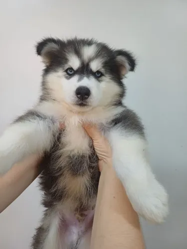 Filhote de Husky siberiano macho