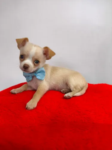 Chihuahua micro machinho