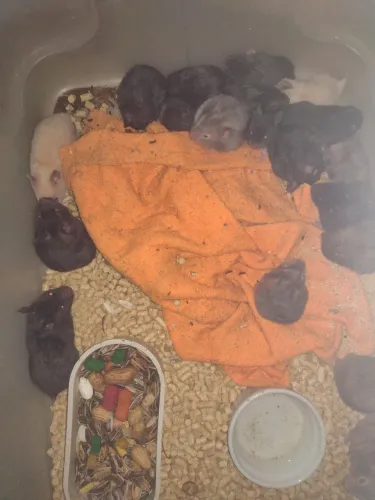 Filhotes de hamster sírio machos e fêmeas
