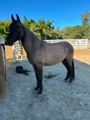 CAVALO PRA CRIANÇA/MULHER/IDOSO