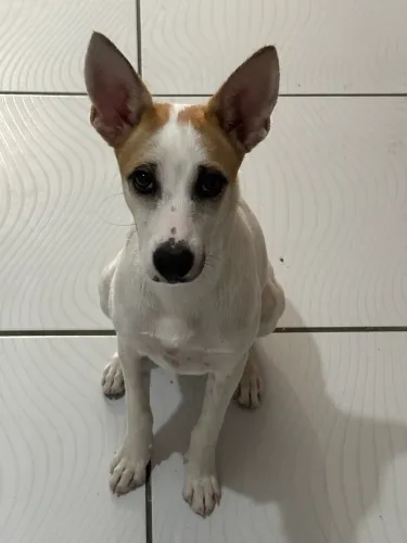 Cadela
