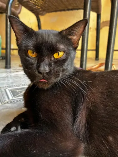 Adoção responsável gata fêmea preta