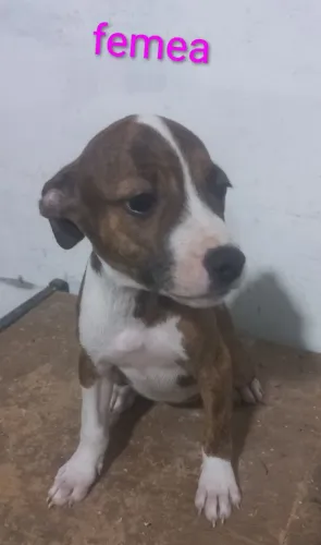 Filhotes de pitbull