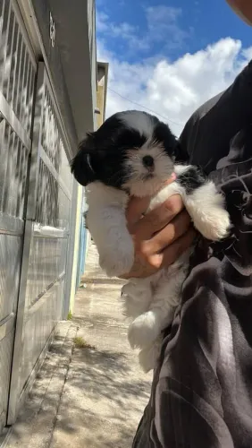 Filhote shih tzu, Os filhotes mais fofos e carinhosos esperam por um lar!