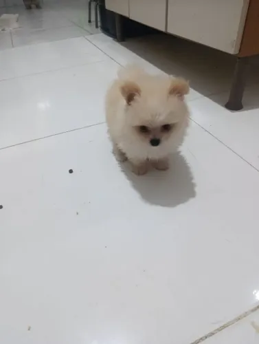 Spitz alemao macho 