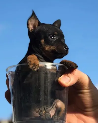 Filhotinhos fofo pinscher zero 40 dias