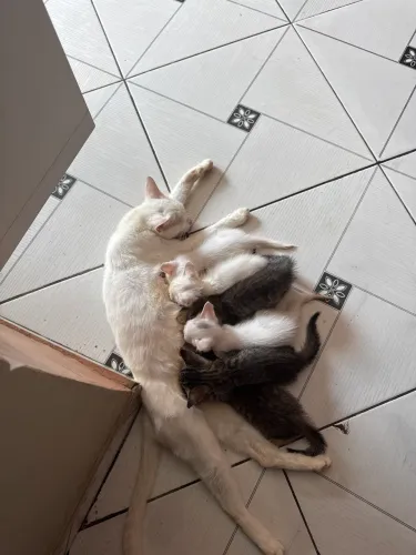 Doação de 16 gatos e 500 reais por motivo de idosos 