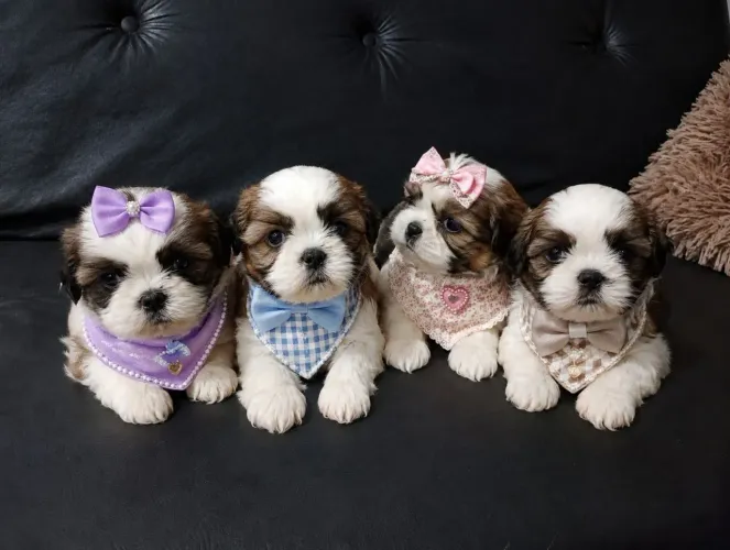Lindos filhotes de Shih Tzu