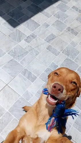 Cachorra para doação