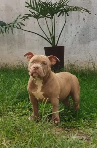 OPORTUNIDADE !! CACHORRO AMERICAN BULLY MICRO EXOTIC C/ PEDIGREE ( FILHOTE )