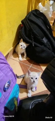 Gatinhas fêmeas