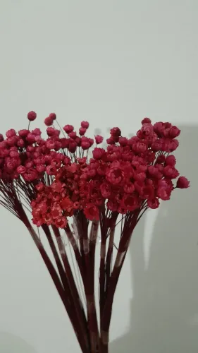 Flores vermelhas.