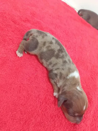 Lindos filhotes de Basset , salsicha , Cofap , dachshund disponíveis para reserva