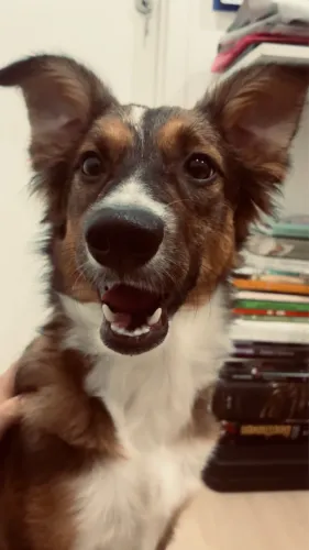 Cachorro 9 meses, super dócil