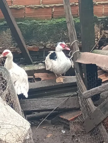 Pato macho